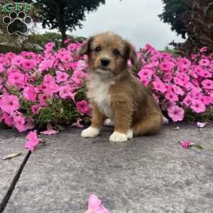 Josie, Welsh Corgi Mix Puppy