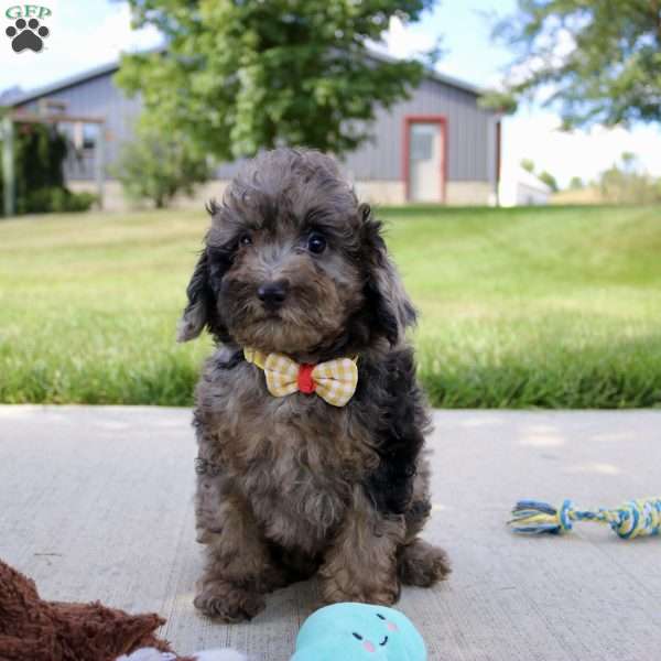 Mochi, Miniature Poodle Puppy