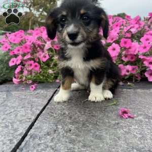 Jasmine, Welsh Corgi Mix Puppy