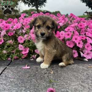 Jewel, Welsh Corgi Mix Puppy