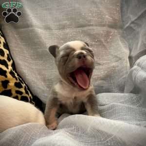 Mouse, French Bulldog Puppy