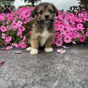 Jewel, Welsh Corgi Mix Puppy