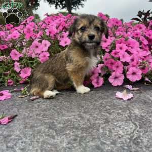 Jewel, Welsh Corgi Mix Puppy