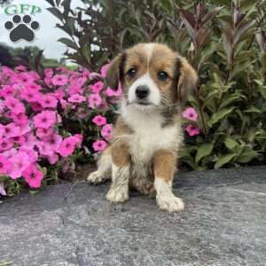 Jellybean, Welsh Corgi Mix Puppy
