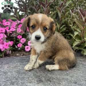 Jellybean, Welsh Corgi Mix Puppy