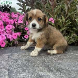 Jellybean, Welsh Corgi Mix Puppy