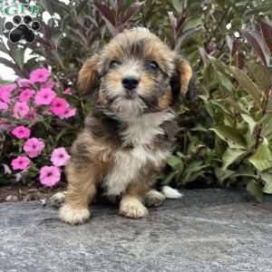 Jade, Welsh Corgi Mix Puppy