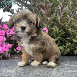 Jade, Welsh Corgi Mix Puppy