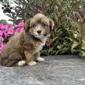 Jade, Welsh Corgi Mix Puppy