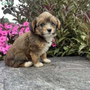 Jade, Welsh Corgi Mix Puppy