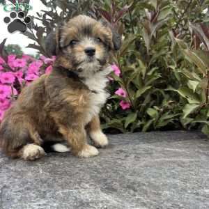 Jade, Welsh Corgi Mix Puppy