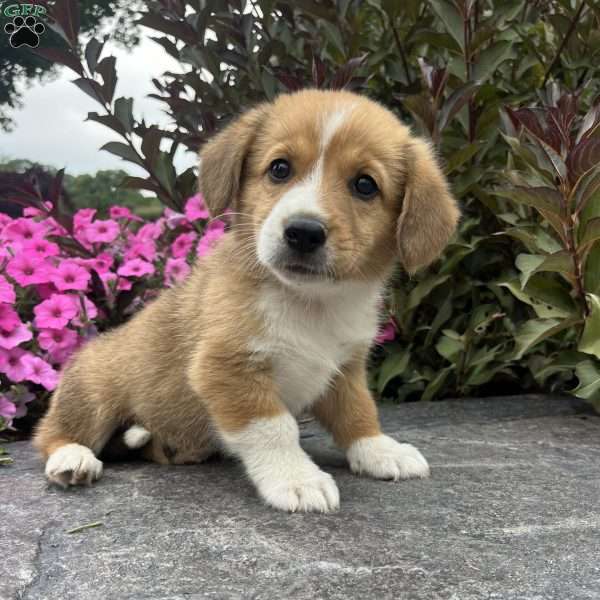 Chocolate, Welsh Corgi Mix Puppy