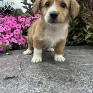Chocolate, Welsh Corgi Mix Puppy