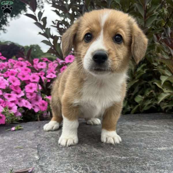 Chocolate, Welsh Corgi Mix Puppy