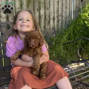 Cookie, Mini Goldendoodle Puppy