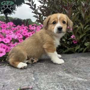 Chocolate, Welsh Corgi Mix Puppy