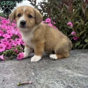 Chocolate, Welsh Corgi Mix Puppy