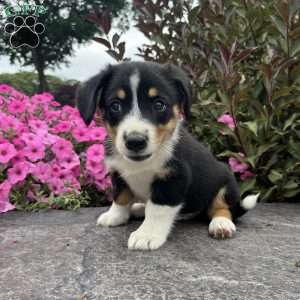 Timmy, Welsh Corgi Mix Puppy