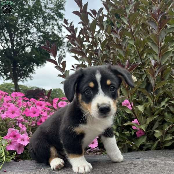 Timmy, Welsh Corgi Mix Puppy