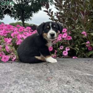Timmy, Welsh Corgi Mix Puppy