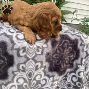 Bingo, Cockalier Puppy