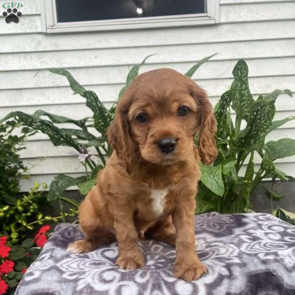 Bingo, Cockalier Puppy