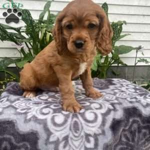 Bingo, Cockalier Puppy