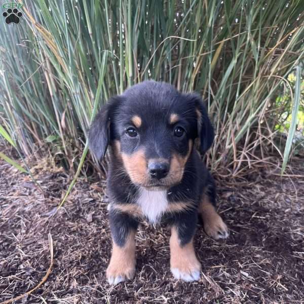 Tulip, Welsh Corgi Mix Puppy