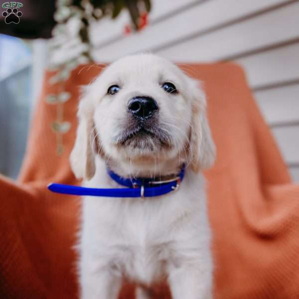 Brady, English Cream Golden Retriever Puppy