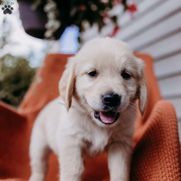 Bruce, English Cream Golden Retriever Puppy