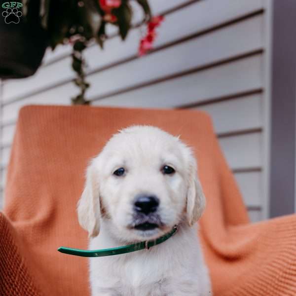 Ben, English Cream Golden Retriever Puppy