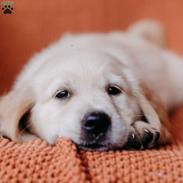 Brittany, English Cream Golden Retriever Puppy