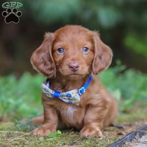 Ian, Dachshund Puppy