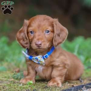Ian, Dachshund Puppy