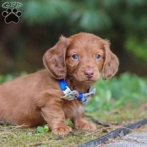 Ian, Dachshund Puppy
