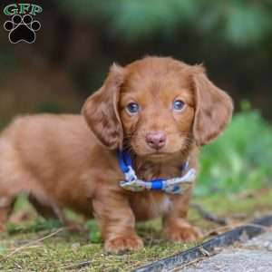 Ian, Dachshund Puppy