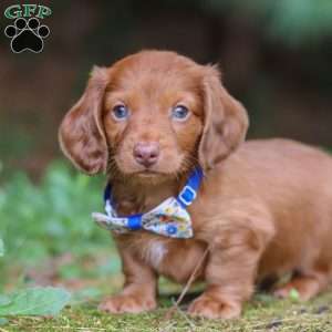 Ian, Dachshund Puppy