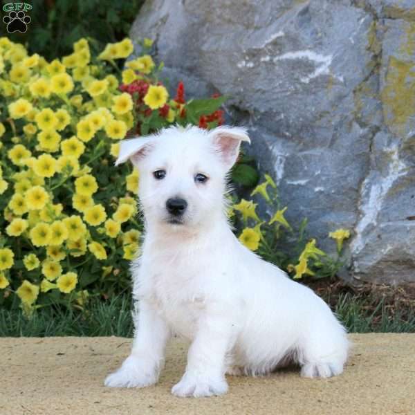 Ian, West Highland Terrier Puppy