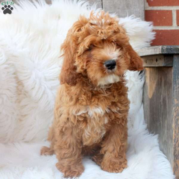 Ian, Cavapoo Puppy