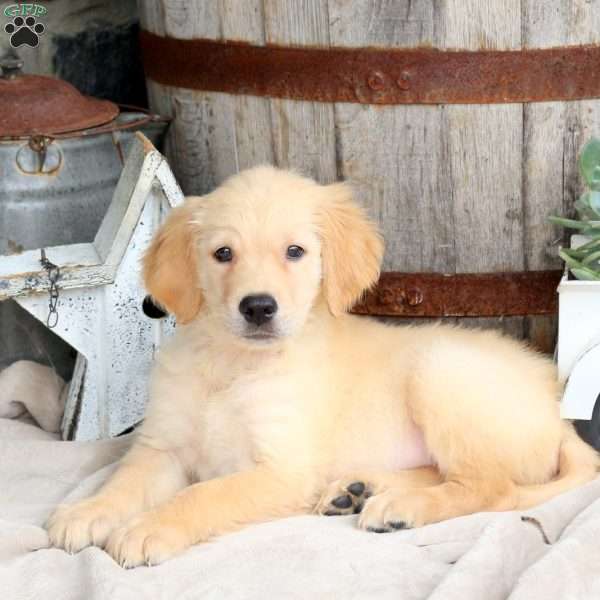Ian, Golden Retriever Puppy