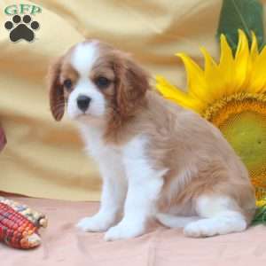 Ian, Cavalier King Charles Spaniel Puppy