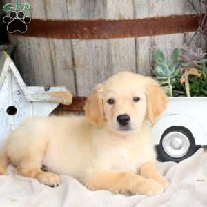 Ian, Golden Retriever Puppy
