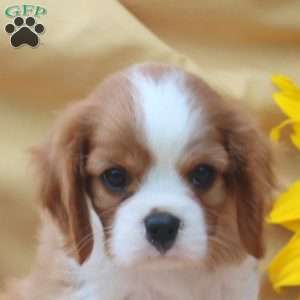 Ian, Cavalier King Charles Spaniel Puppy