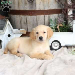 Ian, Golden Retriever Puppy
