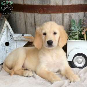 Idris, Golden Retriever Puppy