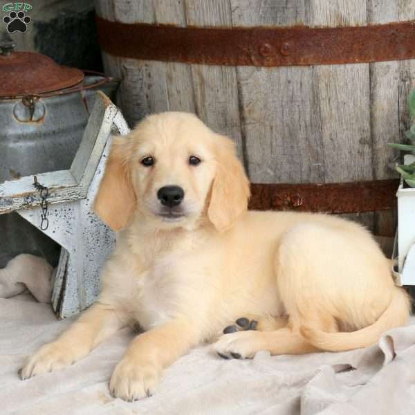 Idris, Golden Retriever Puppy