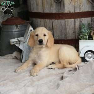 Idris, Golden Retriever Puppy
