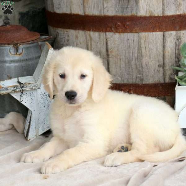 Iker, Golden Retriever Puppy