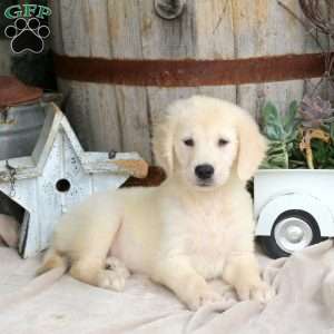 Iker, Golden Retriever Puppy