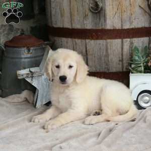 Iker, Golden Retriever Puppy